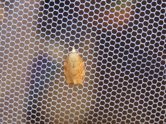 Pandemis cinnamomeana