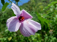 Hibiscus escobariae