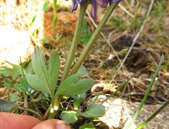 Corydalis pauciflora