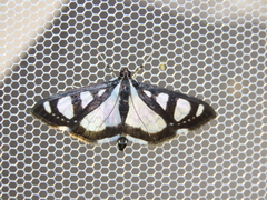 Glyphodes quadrimaculalis