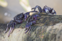 Episesarma palawanense