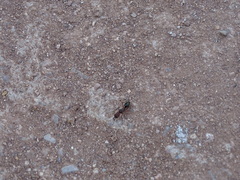 Odontomachus desertorum