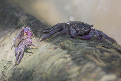 Episesarma palawanense