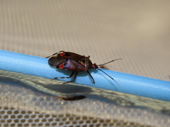 Deraeocoris brachialis