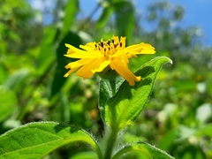 Wedelia calycina