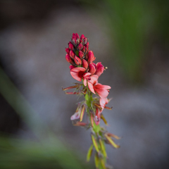 Indigofera dimidiata