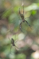 Trichonephila antipodiana