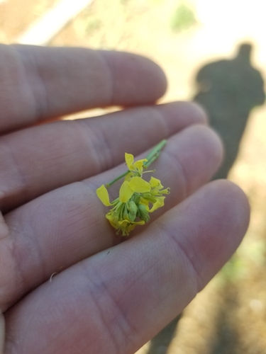 photo of Shortpod Mustard (Hirschfeldia incana)