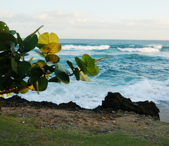 Coccoloba uvifera