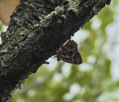 Hypochrysops narcissus