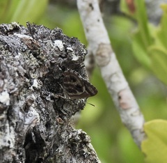 Hypochrysops narcissus