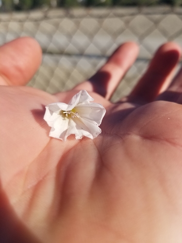 photo of Field Bindweed (Convolvulus arvensis)