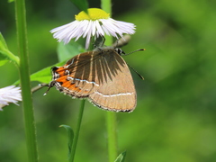 Satyrium prunoides