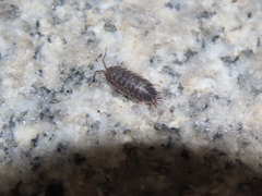 Koreoniscus racovitzai