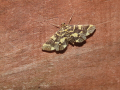 Piletocera luteosignata