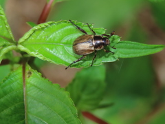 Exomala pallidipennis