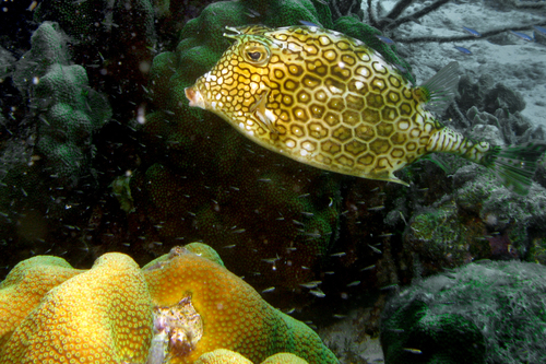 Honeycomb Cowfish