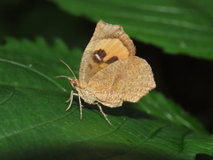 Pterodecta felderi