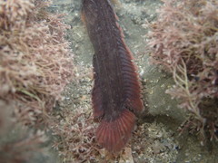 Acanthoclinus littoreus
