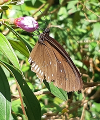 Euploea sylvester