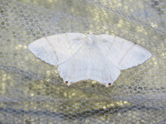 Ourapteryx subpunctaria