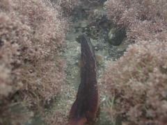 Acanthoclinus littoreus