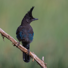 Cyanocitta stelleri
