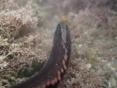 Acanthoclinus littoreus