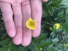 Potentilla arenosa