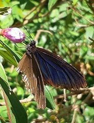 Euploea sylvester