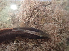 Acanthoclinus littoreus