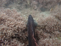 Acanthoclinus littoreus