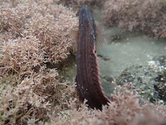 Acanthoclinus littoreus