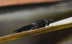Hermetia sexmaculata