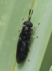 Hermetia sexmaculata