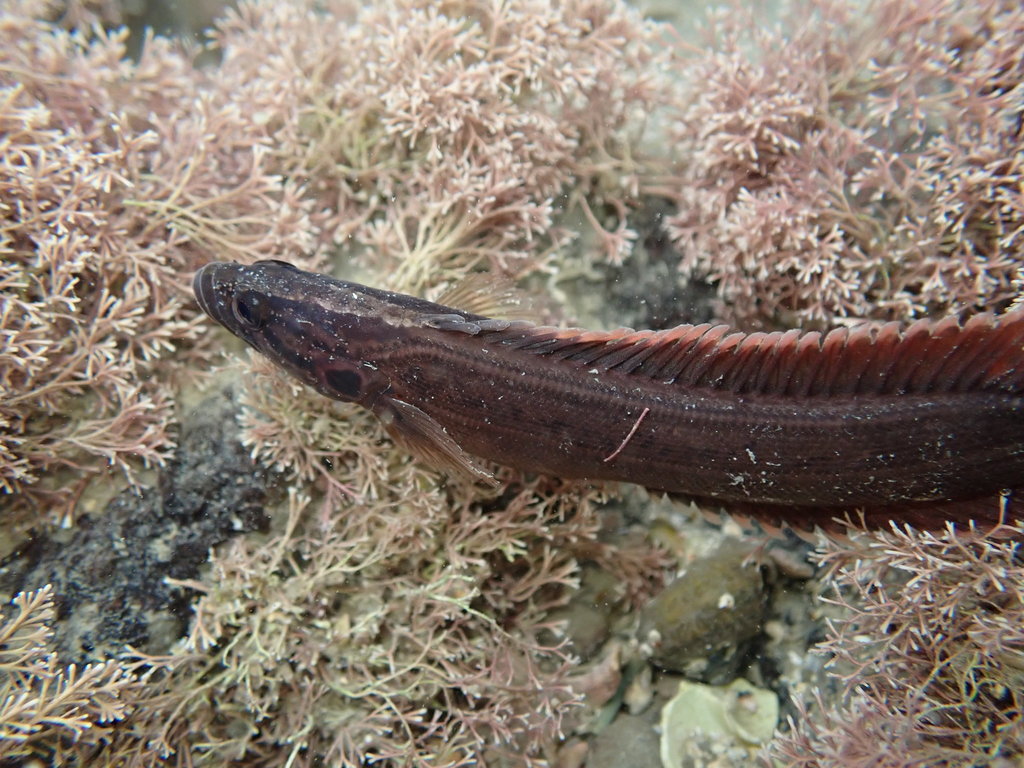 Gewone rotskruiper (Acanthoclinus littoreus) — Plesiopidae