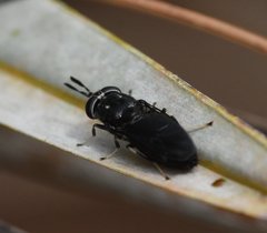 Hermetia sexmaculata