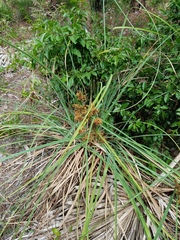 Cyperus ligularis image