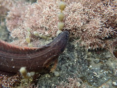 Acanthoclinus littoreus