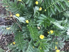 Potentilla arenosa