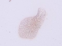 Stylochoidea