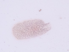 Stylochoidea
