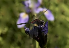 Leucorrhinia glacialis