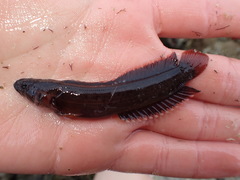 Acanthoclinus littoreus