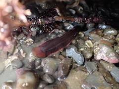 Acanthoclinus littoreus
