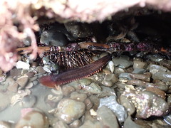Acanthoclinus littoreus