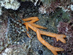 Pararhaphoxya sinclairi