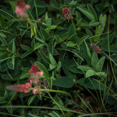 Indigofera dimidiata