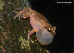 Pseudophilautus amboli