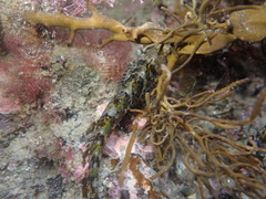 Notoclinus compressus